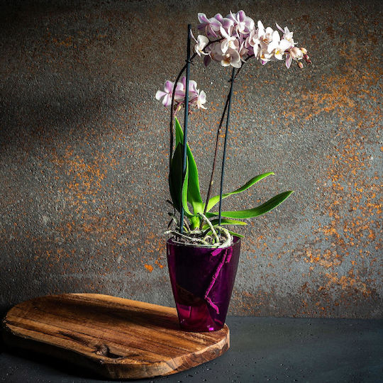 Kadax Orchideen-Übertopf Kunststoff-Blumentopf 12cm Lila