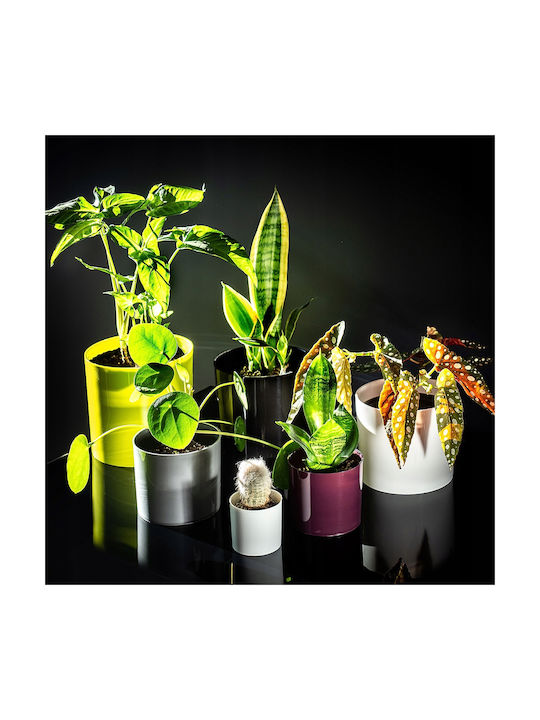 Kadax Flower Pot Cover Pot 13.5cm Colors