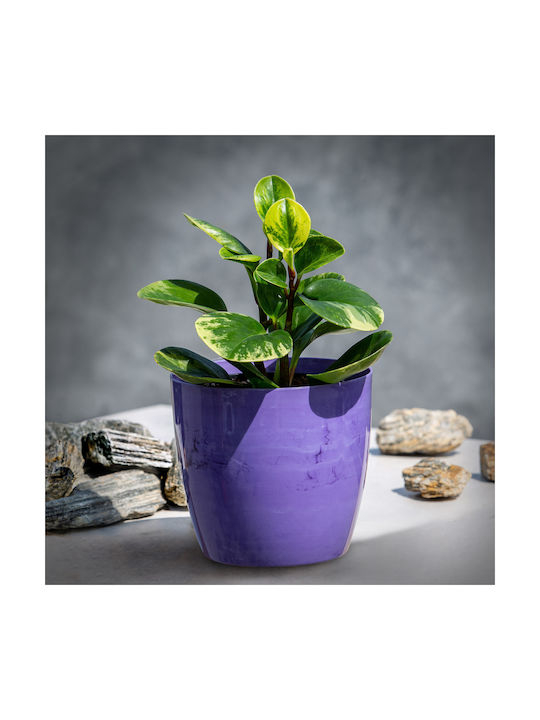 Husă Ghiveci de Flori Kadax 12cm Marmură Mov pentru Living