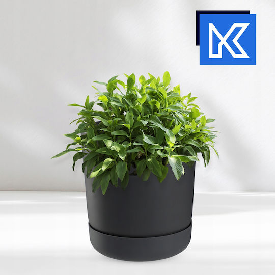 Kadax 