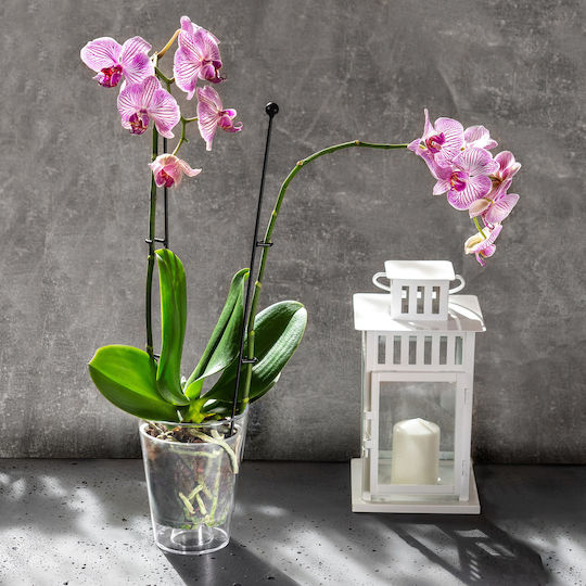 Kadax Orchid Pot Cover Transparent 12cm