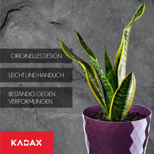 Kadax 