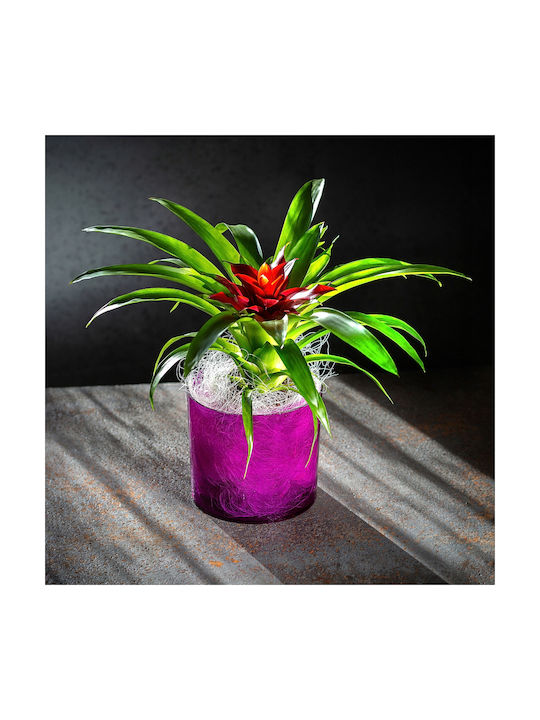 Kadax Round Purple Flower Pot Cover 14cm