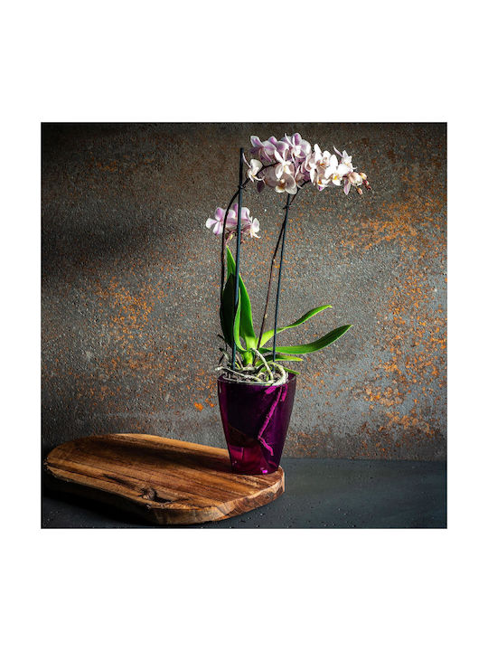Kadax Orchideen-Übertopf Kunststoff Pflanze 9cm Lila