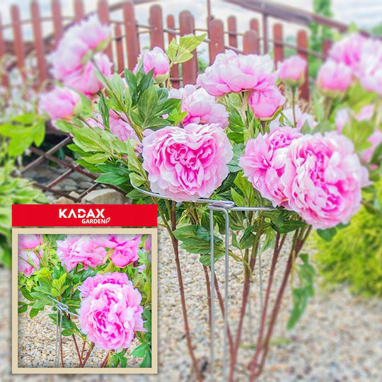 Kadax Plant Support Clamp Flower Support 50cm