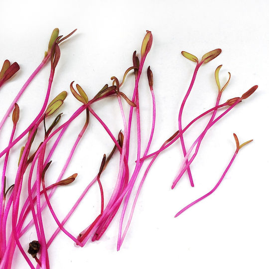 Σπόροι Φύτρες Σέσκουλο "swiss Chard" 10 Γρ Σπόροι