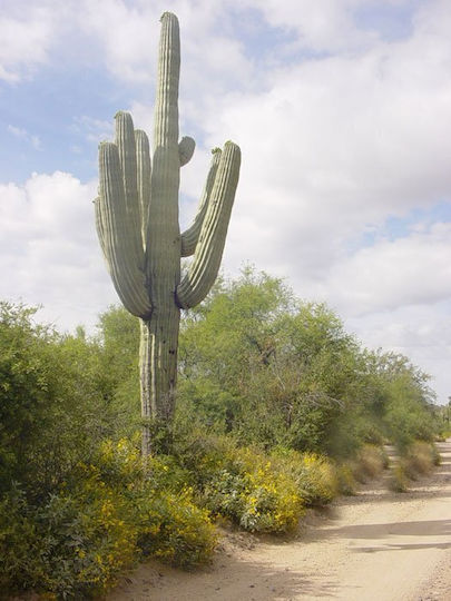 Kaktus "Saguaro-Riese" 30 Samen | Skroutz Germany