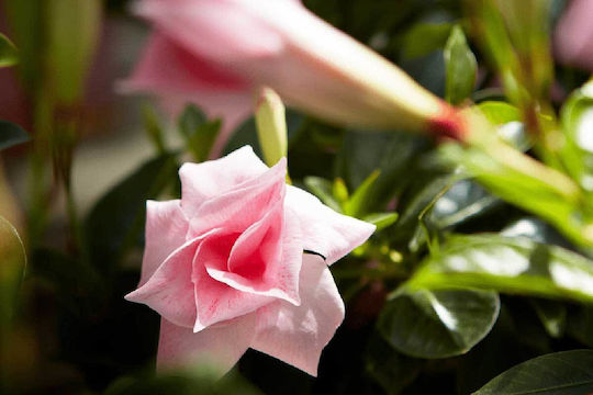 Mandevilla 'Double Blush Pink' 19cm