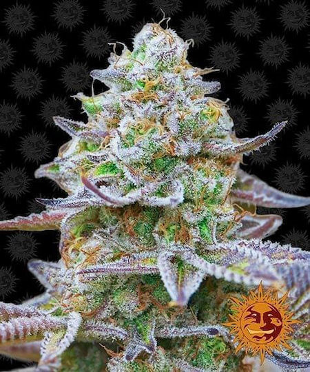 Barneys Farm Seeds Cannabis