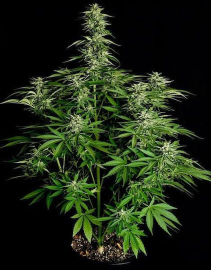 Rqs Hybrid Cannabis Seeds F1 Hyperion F1 1 Seed