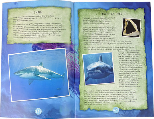 Lean Toys Ammonite Shark Excavation Educational Kit Educational Game Experiments for 6+ years old Years Old