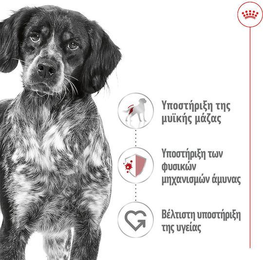 Υγρή Τροφή Royal Canin Medium Adult Loaf Πατέ Ενήλικες Σκύλους Μεσαίου Μεγέθους Φυλών 410gr