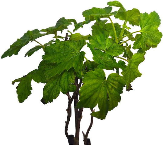 Coacăz Negru "Ben Nevis" 50 cm