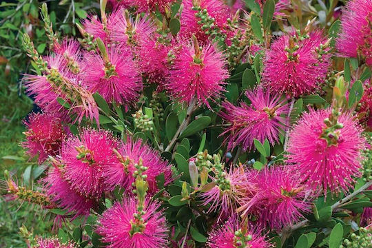 Callistemon 'hot Pink' 17cm Callistemon 'hot Pink' 17cm