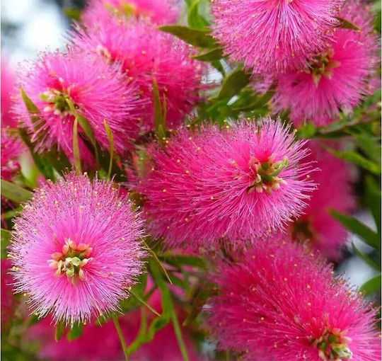 Callistemon 'hot Pink' 17cm
