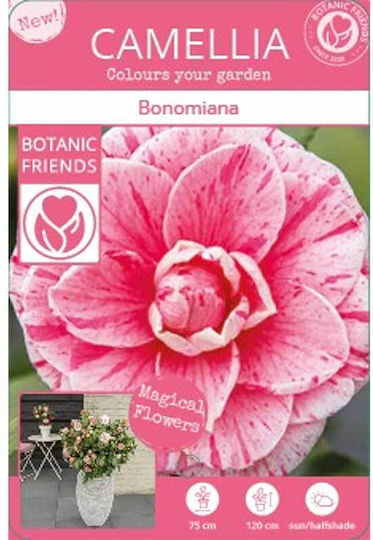 Camellia 'bonomiana' 15cm