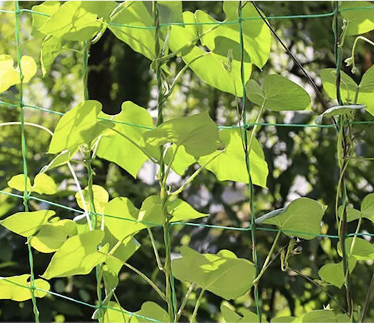 Climbing Plant Net Zola Cucumbers Peas Beans Other Vegetables Uv Resistant 2x 10 M