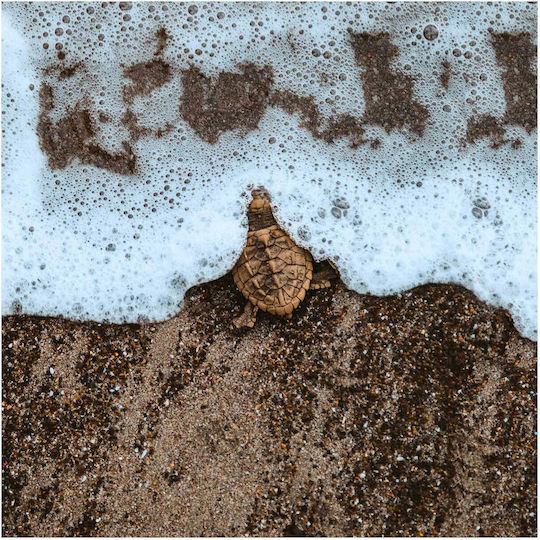Πίνακας Little Turtle By Sea Μικρή Χελώνα Δίπλα Στη Θάλασσα 110x110