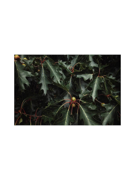 Πίνακας Close-up Oak Leaves Κοντινό Πλάνο Φύλλα Βελανιδιάς 120x80