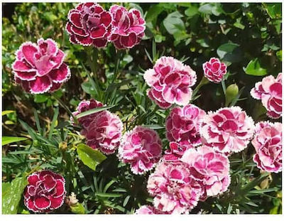 Chinese Double Carnation Mix