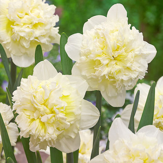 Double Daffodil Bulbs 2 Colors
