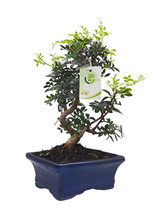 Μαστιχόδεντρο Μπονσάι Pistacia Lentiscus