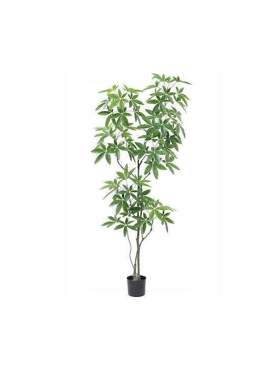 Παχίρα σε Γλάστρα 60cm
