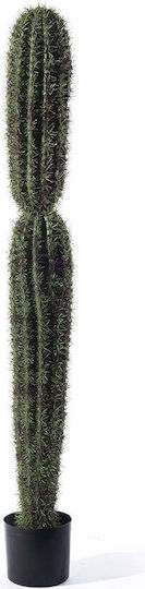 Cactus in Pot Supergreens