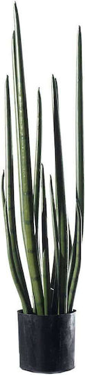 Yucca В Саксия Supergreens