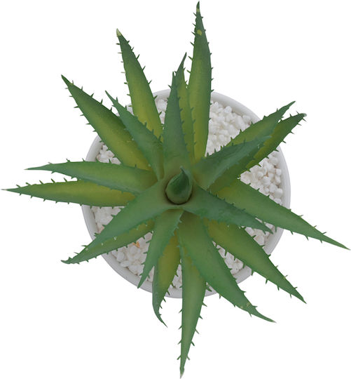 Aloe in Topfpflanze Weiß 17cm Uncle George