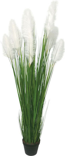Pampas Grass Potted Plant Marhome Pampas Grass Potted Plant Marhome