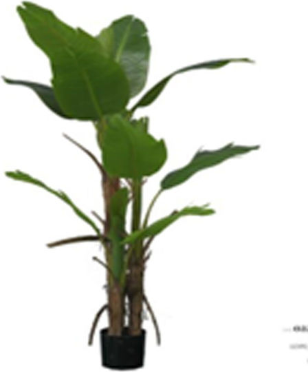 Plant Bananas X3 13 leaves Black Plastic Pot 15x17x160cm Iliadis