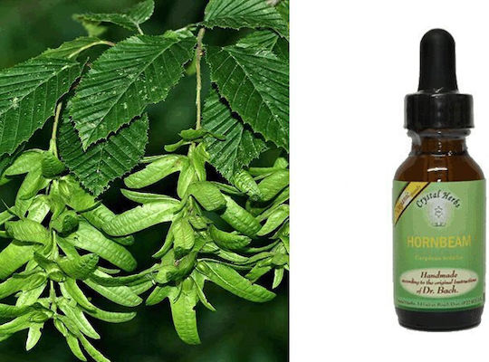 Crystal Herbs Καρπίνος (hornbeam) Blütenessenzen 25ml 1Stück
