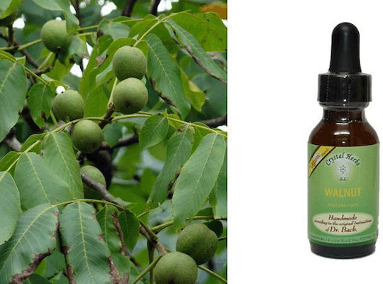 Crystal Herbs Καρυδιά (walnut) Esență Florală 25ml 1buc