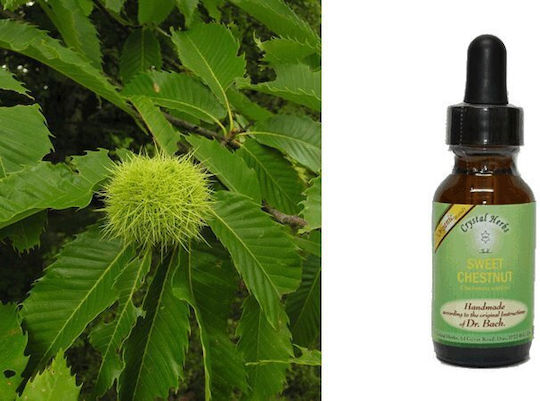 Crystal Herbs Καστανιά (sweet Chestnut) Ανθοΐαμα 25ml 1τμχ