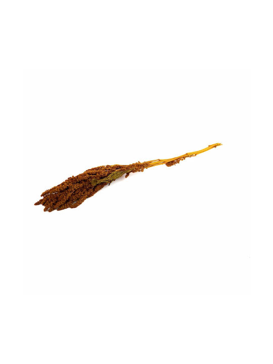 Getrocknete Pflanze Orange 40cm Selected by Pragmatic