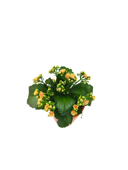 Kalanchoe Orange Pot