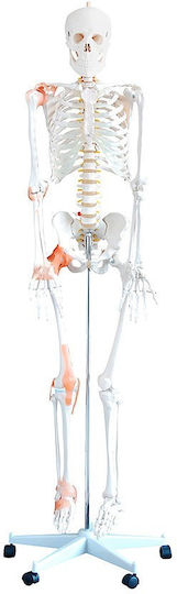 Heine Scientific Modell des menschlichen Skeletts