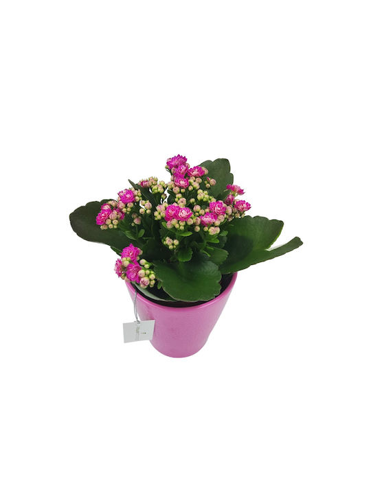 Aranjament cu Kalanchoe în Ghiveci Roz