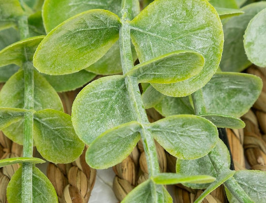 Eucalyptus Zea Ευκάλυπτος σε Γλαστράκι 26cm Atmosphera