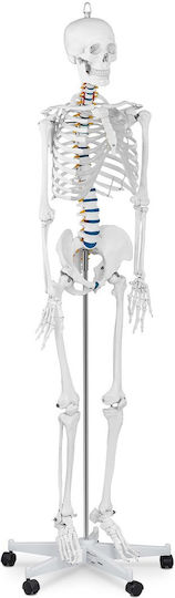 Anatomisches Modell Menschliches Skelett 176 cm + Anatomisches Poster