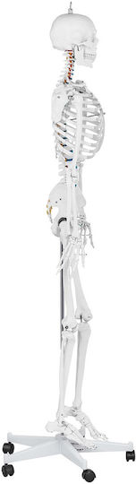 Anatomisches Modell Menschliches Skelett 176 cm + Anatomisches Poster