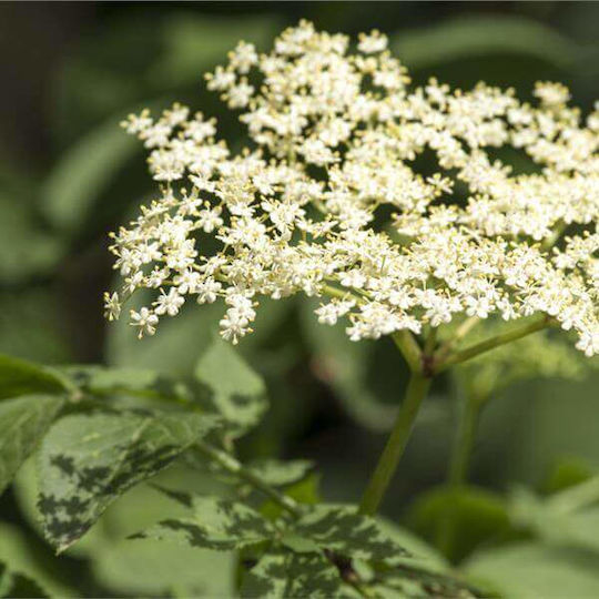 Σαμπουκος Elderberry Ανθος Αμερικης 50 Gr