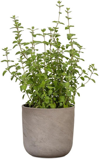 Scheurich Plant Pot Ceramic Gray