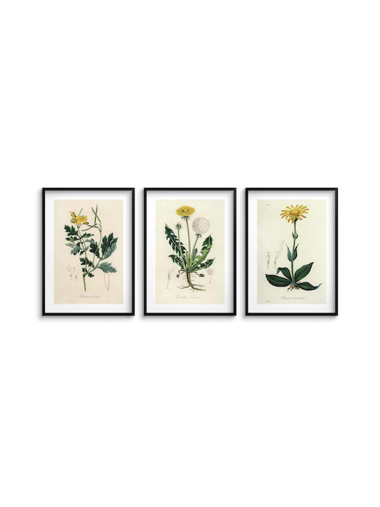 Posters Kitchen Medicinal Plants Wall Decoration Dandelion 3x30x40