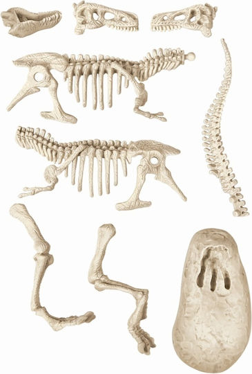 Descoperă Dinozaurul T-rex Fluo - Joacă Științifică