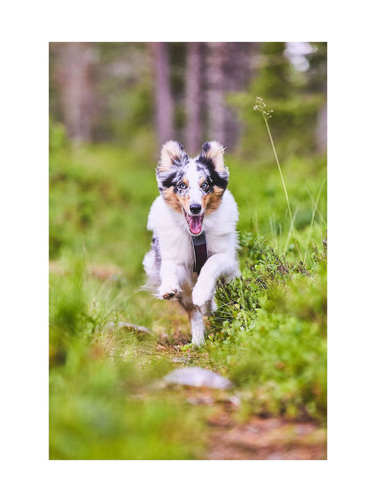 Non-stop dogwear Σαμαράκι Σκύλου Line Harness 5.0, No6 Γαλάζιο 56-87cm linelb6