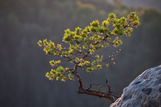 Bonsai Australische Kiefer 200 Samen