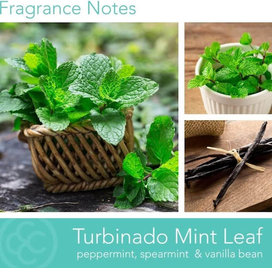 Candle Perfume Candle 3 wicks Glass Container Turbinado Leaf 411 Line Pop Color