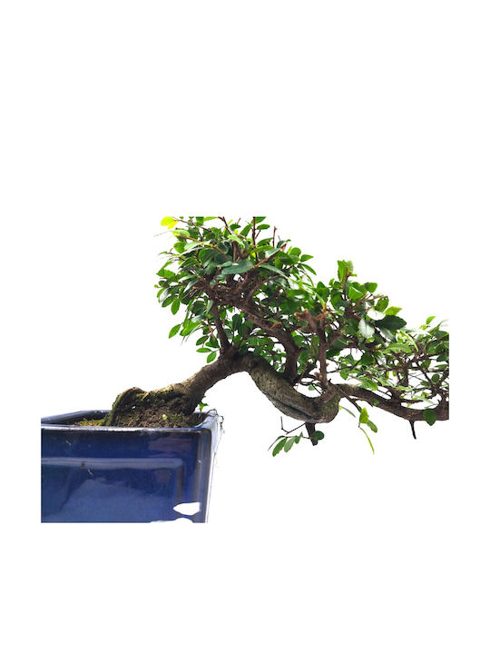 Αυθεντικό Μπονσάι Zelkova Parvifolia Cascade